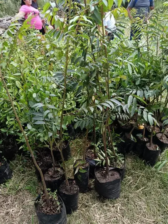 IMPORTADORA CASA COLOMBIA S.A.S.