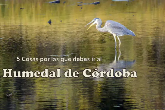 Descubre el Humedal Córdoba: 5 Razones para Visitarnos