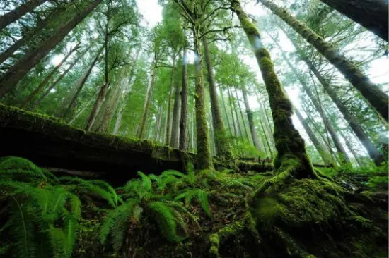 ONU Apoya el Plan de China para Reforestar una Cuarta Parte de su Territorio