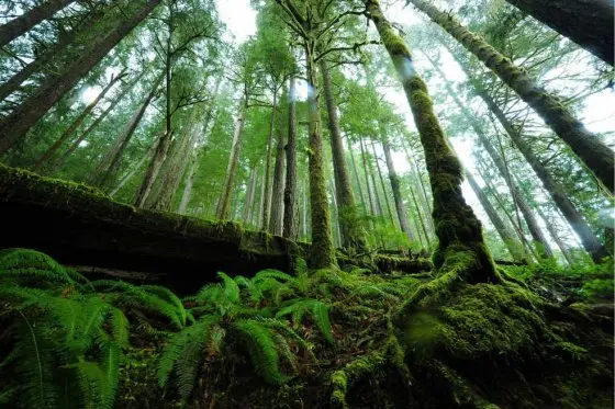 ONU avala plan de China para reforestar cuarta parte de su territorio