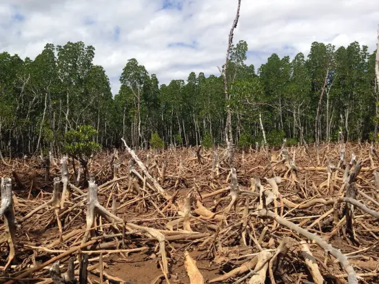 2017: Aumento de un 23% en la deforestación colombiana