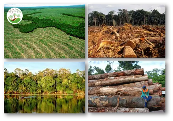 Amazonas: El lugar más verde del mundo, puede dejar de serlo 