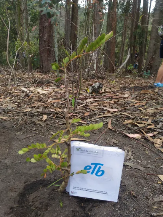 Retail Service Sucursal Colombia