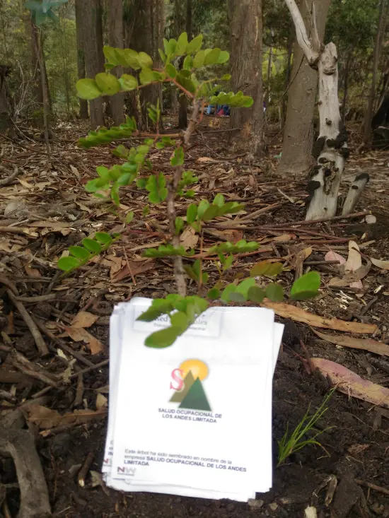 Salud Ocupacional de los Andes Limitada 