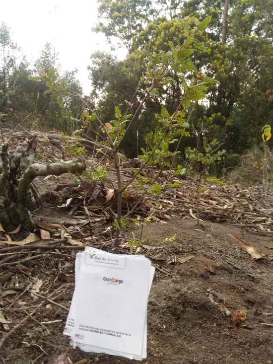 Graneles y Carga S.A. 