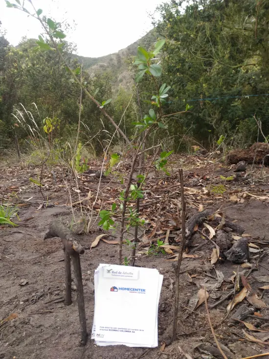 Fundación siembra árboles a nombre de SODIMAC COLOMBIA S.A