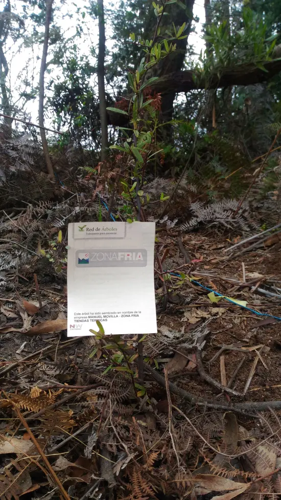 Fundación siembra árboles a nombre de Zona Fría