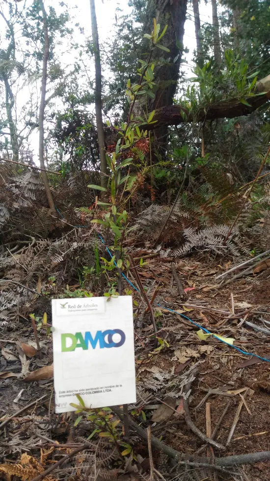 Fundación siembra árboles a nombre de DAMCO