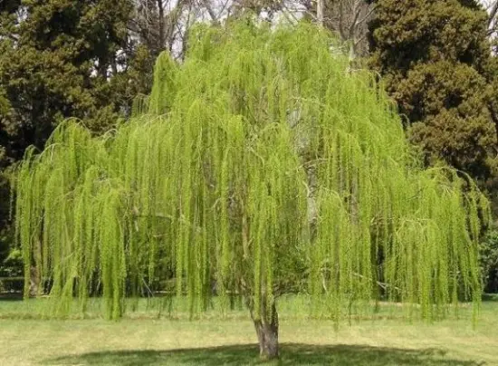 Weeping Willow