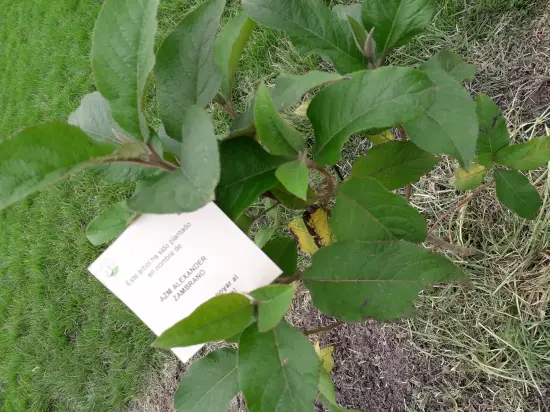 AZM - Alexander Zambrano