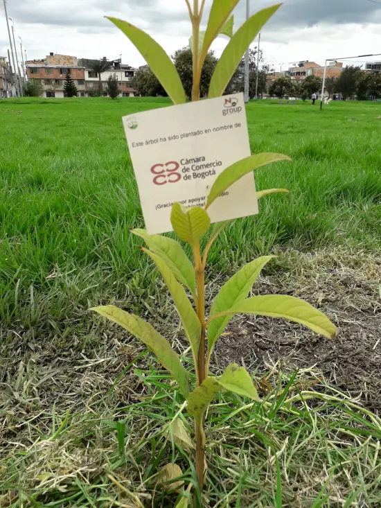 Fundación siembra árboles a nombre de Cámara de Comercio de Bogotá