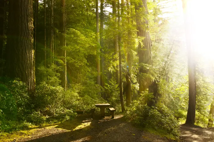 ¿Qué son las compensaciones forestales y cuáles tipos hay?