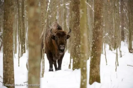 Comenzó la tala de uno de los últimos bosques vírgenes de Europa