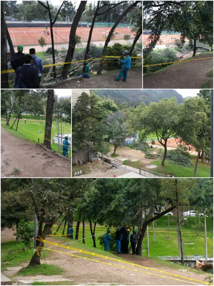 Tala en el Parque Nacional de Bogotá