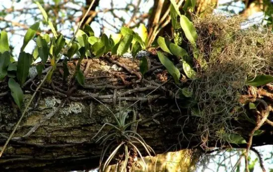 8 de cada 100 Epífitas mueren al año en nuestros bosques