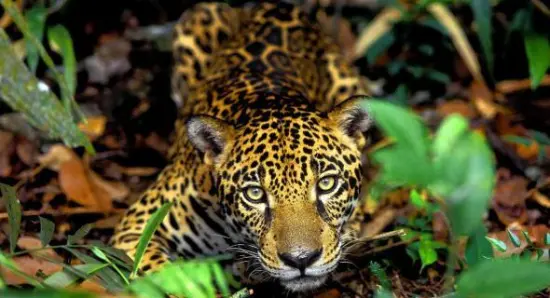 ¡Rechaza la Extracción de Petróleo en la Amazonía!
