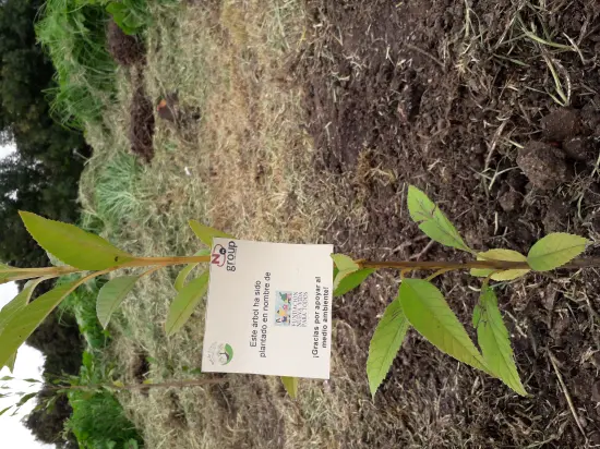 Fundación Nueva Vida siembra 400 árboles nativos!