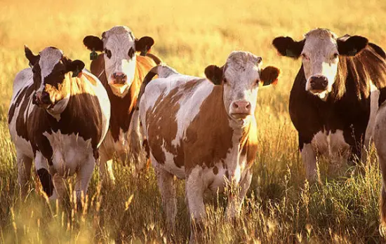 El problema del consumo de carne