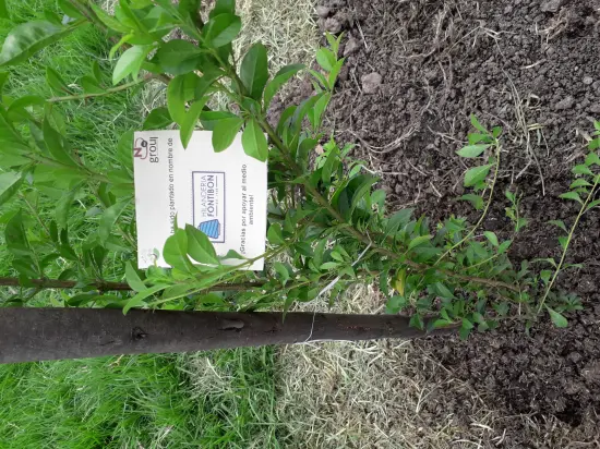 Hilanderia Fontibón S.A