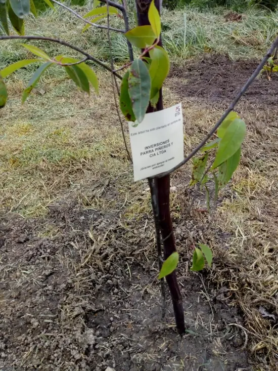 Fundación siembra árboles a nombre de Inversiones Parra, Piñeros y Cia