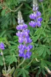 Chocho Lupines