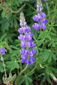 Chocho Lupines