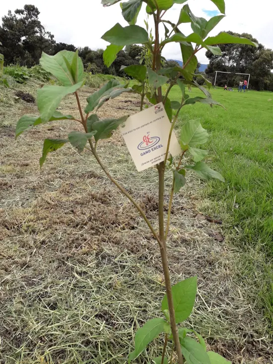 Fundación siembra árboles a nombre de Gano Excel