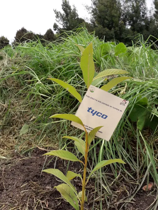 Fundación siembra árboles a nombre de Tyco