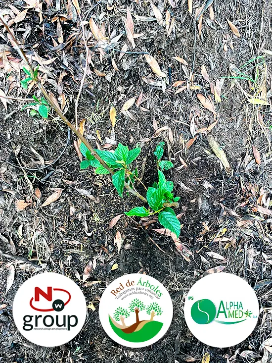 Fundación siembra árboles a nombre de IPS Alpha Medi SAS