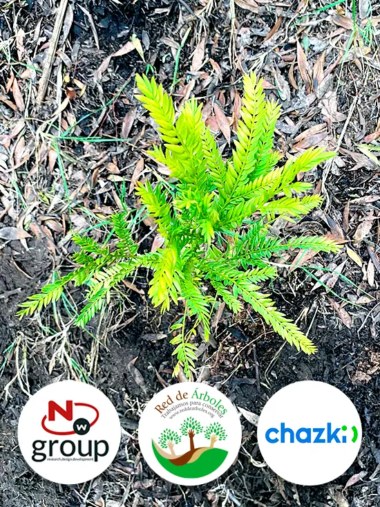 Fundación siembra árboles a nombre de Chazki Cargo SAS