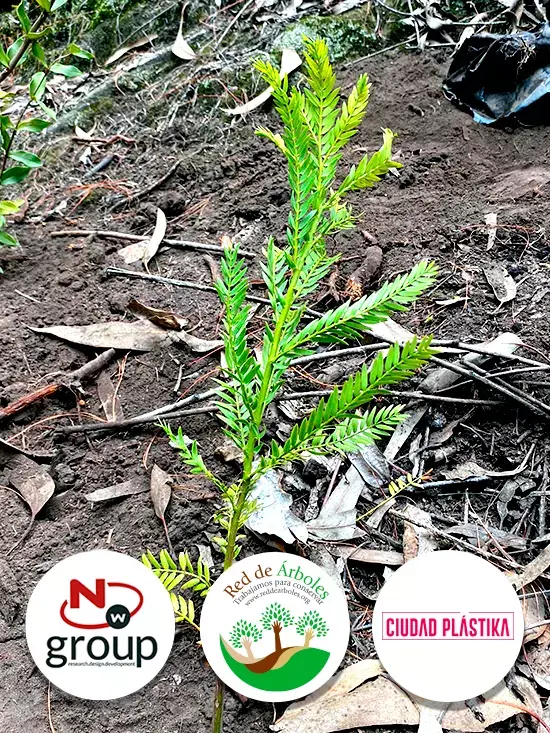 Fundación siembra árboles a nombre de CIUDAD PLASTIKA 