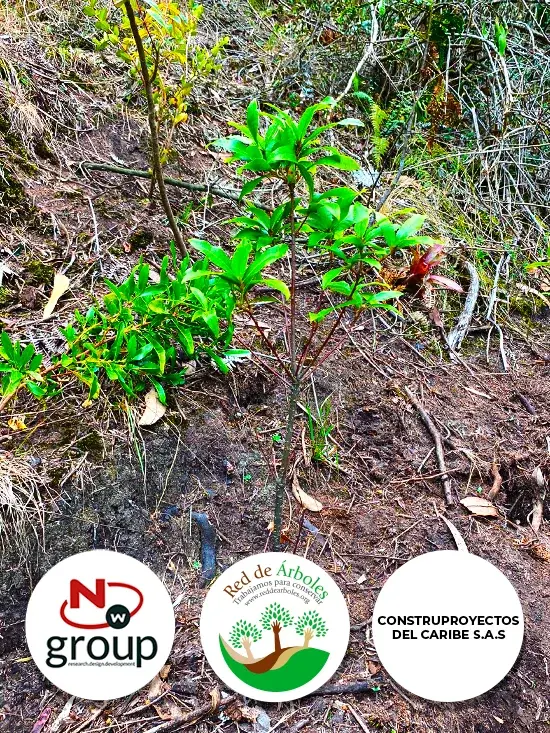 Fundación siembra árboles a nombre de CONSTRUPROYECTOS DEL CARIBE S.A.S