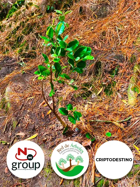 Fundación siembra árboles a nombre de CRIPTODESTINO