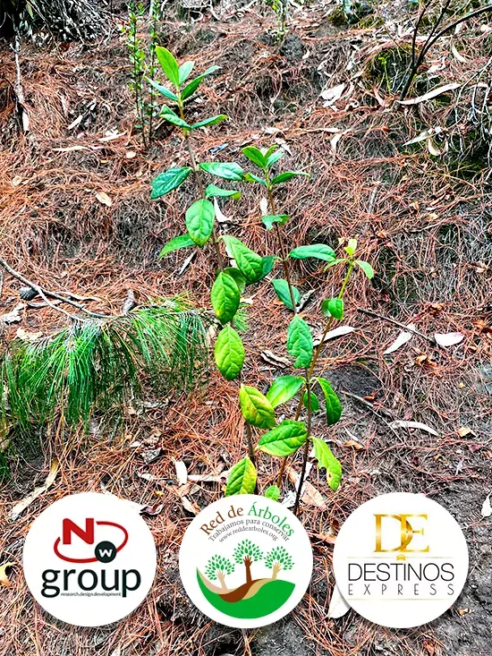 Fundación siembra árboles a nombre de DESTINOS EXPRESS SAS