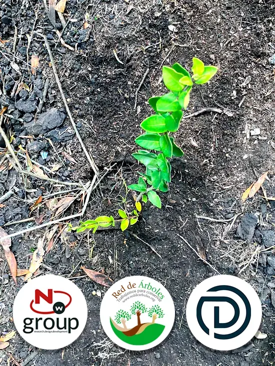 Fundación siembra árboles a nombre de Duarte abogados Ltda