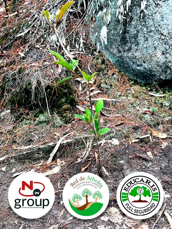 Fundación siembra árboles a nombre de EDUCARIS FULL SEGURIDAD 