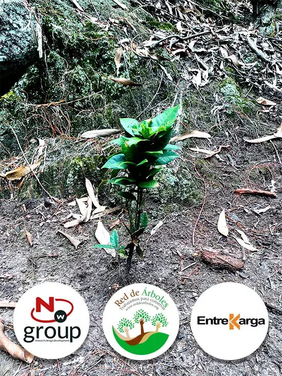 Fundación siembra árboles a nombre de Entrega de Carga S.A.