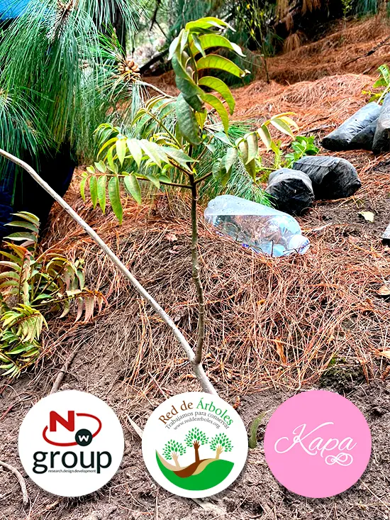 Fundación siembra árboles a nombre de ACCESORIOS KAPA