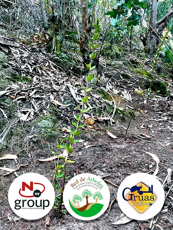 Fundación siembra árboles a nombre de GRÚAS ZAFIRO 