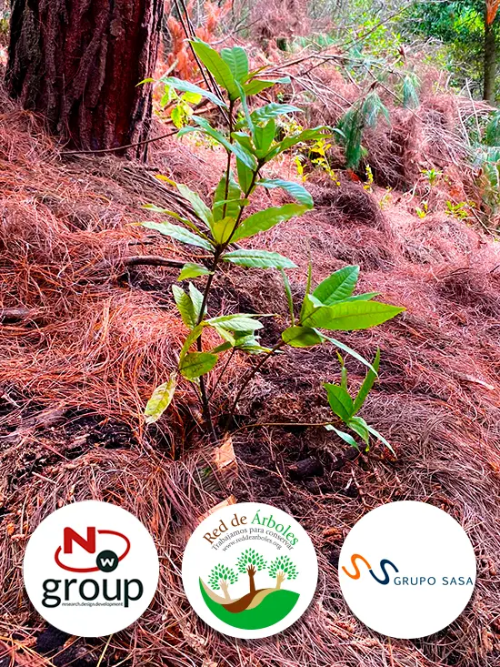 Fundación siembra árboles a nombre de GRUPO SASA