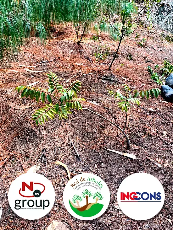Fundación siembra árboles a nombre de INGCONS LTDA