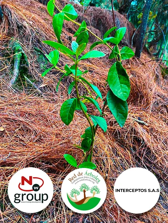 Fundación siembra árboles a nombre de INTERCEPTOS SAS
