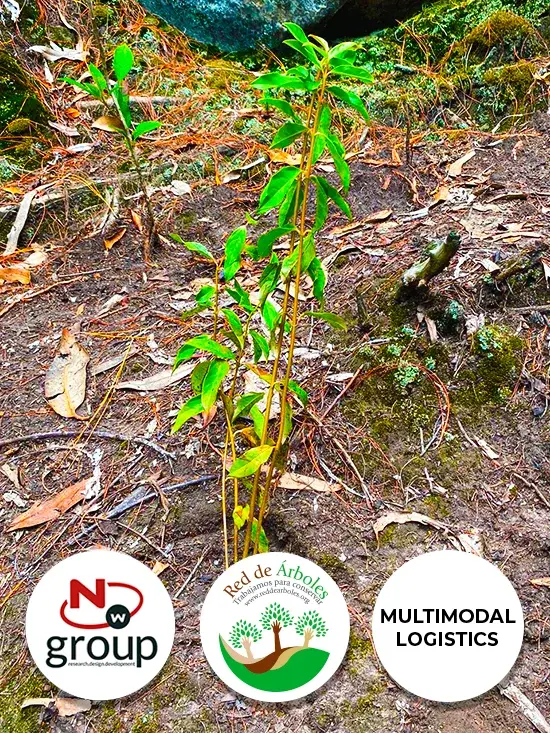 Fundación siembra árboles a nombre de MULTIMODAL LOGISTICS 