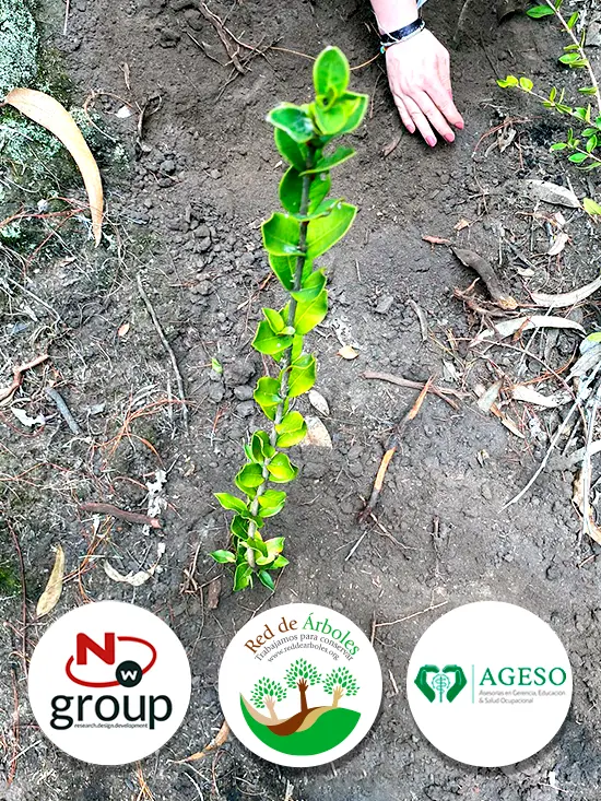 Fundación siembra árboles a nombre de Ageso Ltda