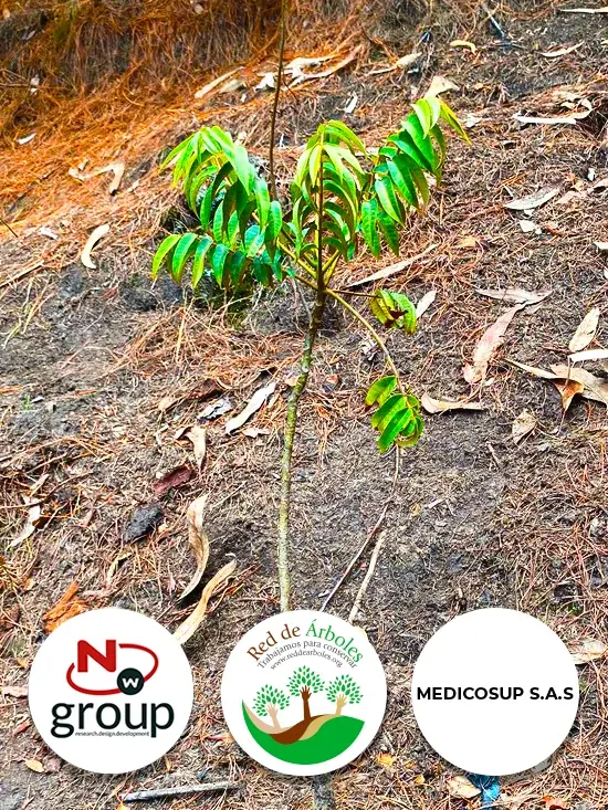 Fundación siembra árboles a nombre de MEDICOSUP SAS