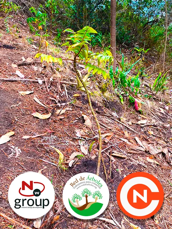 Fundación siembra árboles a nombre de NETCAR