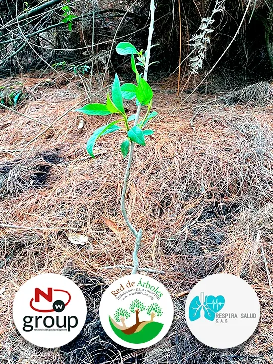 Fundación siembra árboles a nombre de Respira Salud S.A.S 