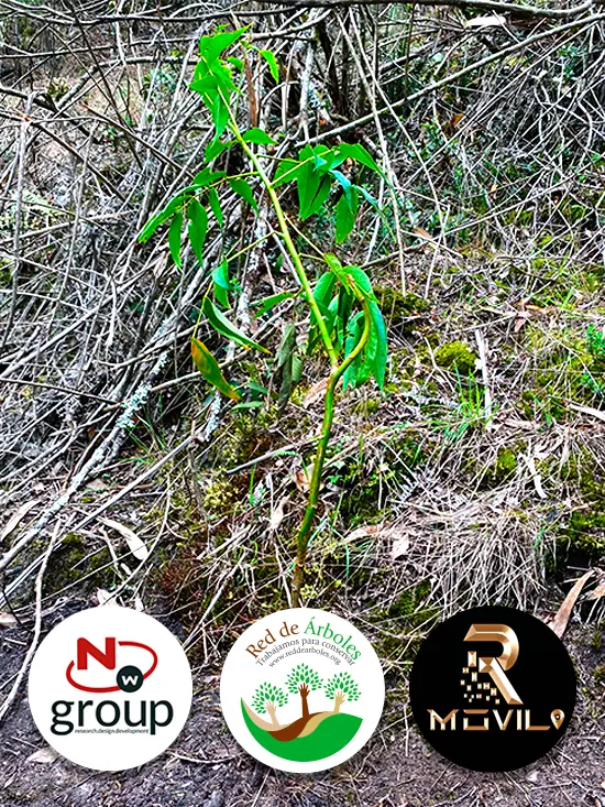 Fundación siembra árboles a nombre de R MOVIL 