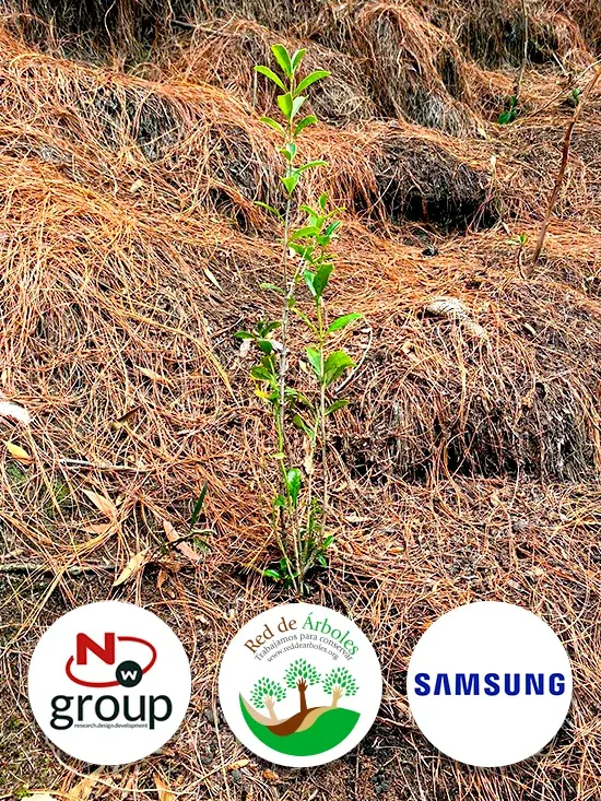 Fundación siembra árboles a nombre de SAMSUNG ELECTRONICS COLOMBIA S.A.