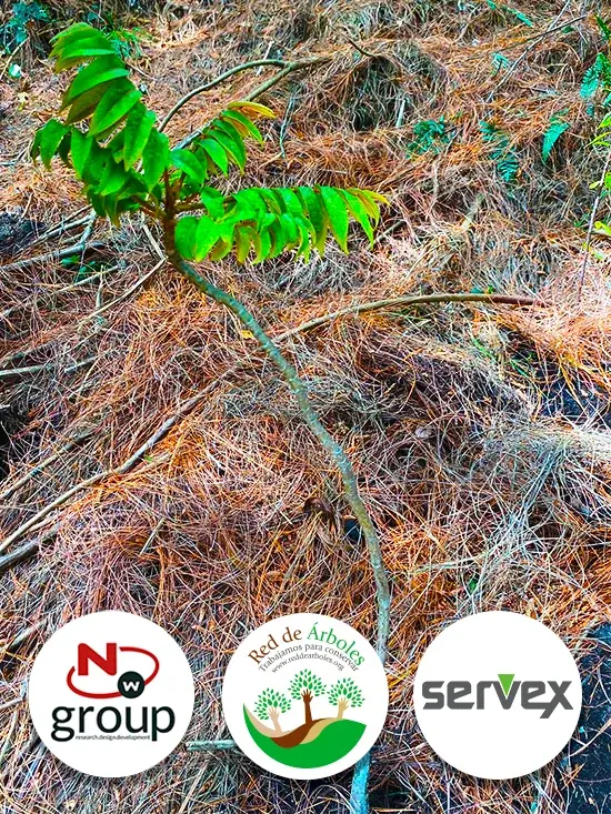 Fundación siembra árboles a nombre de SERVEX